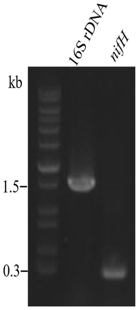 A Natural Ammonium-resistant Paenibacillus Nitrogenfixing Strain 23 and Its Application