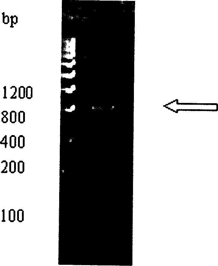 Novel thrombase-like gene and its use