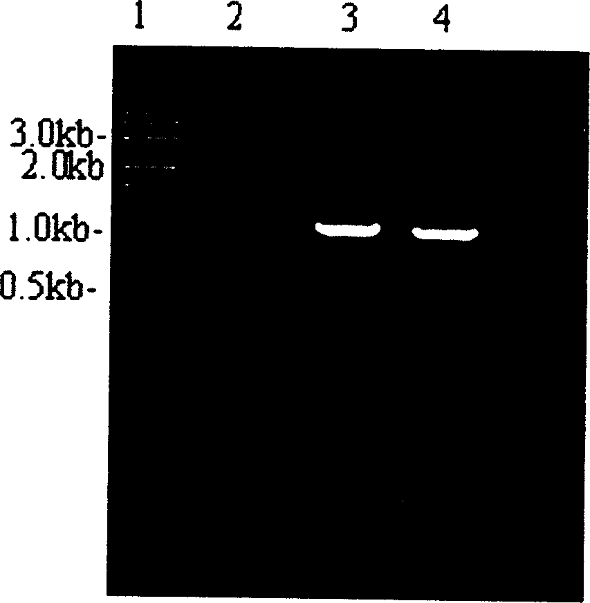 Novel thrombase-like gene and its use