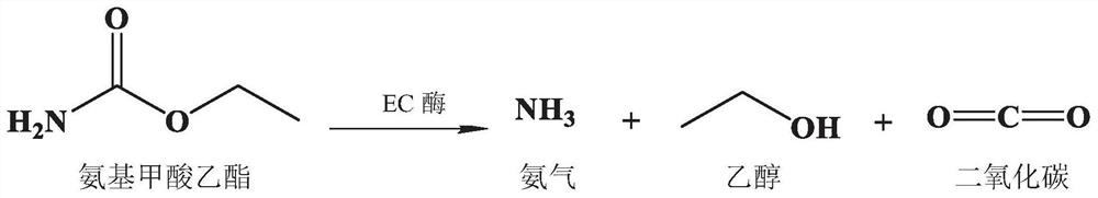 Ethyl carbamate hydrolase mutant and application thereof