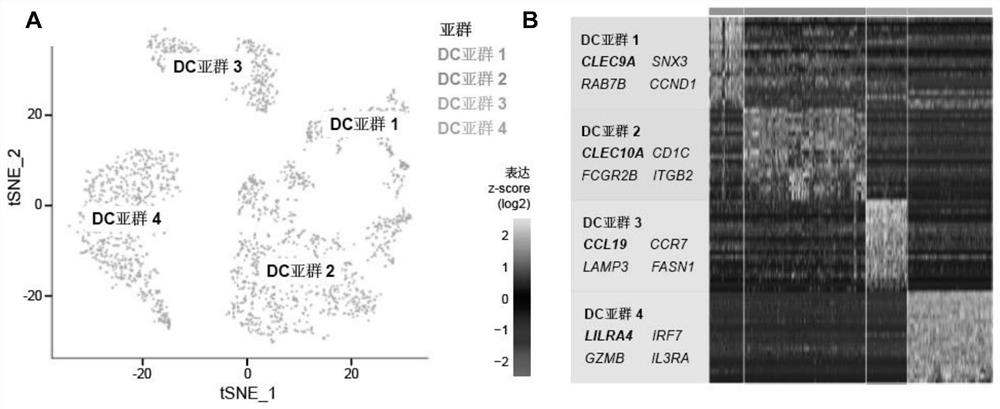 Detection method of triple negative breast cancer immunotherapy curative effect prediction marker CCL19