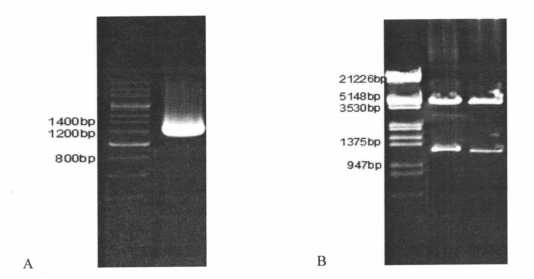Thermophilic alkali-resistant xylanase recombinant engineering bacterium BL21-XA and application thereof