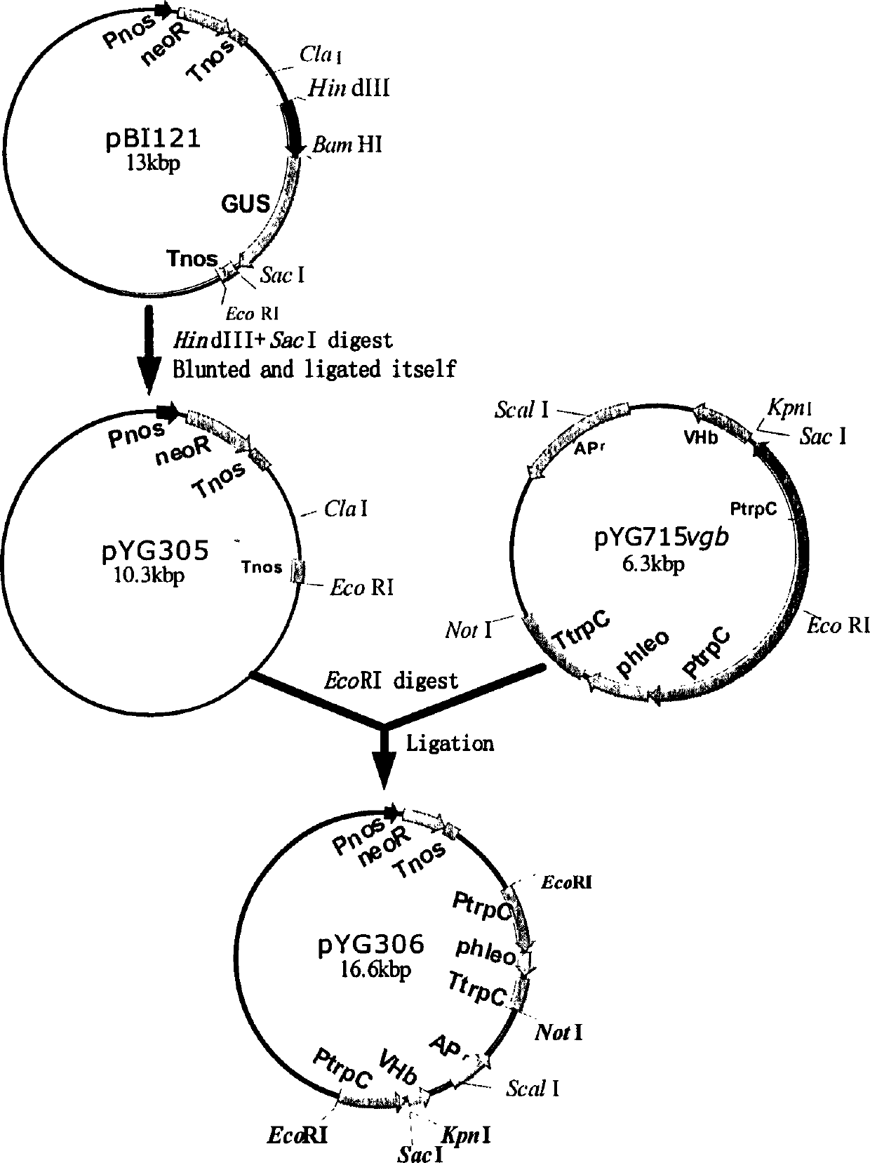 Conversion for Agrobacterium tumefaciens mediated plasmid to parietal sporamycin