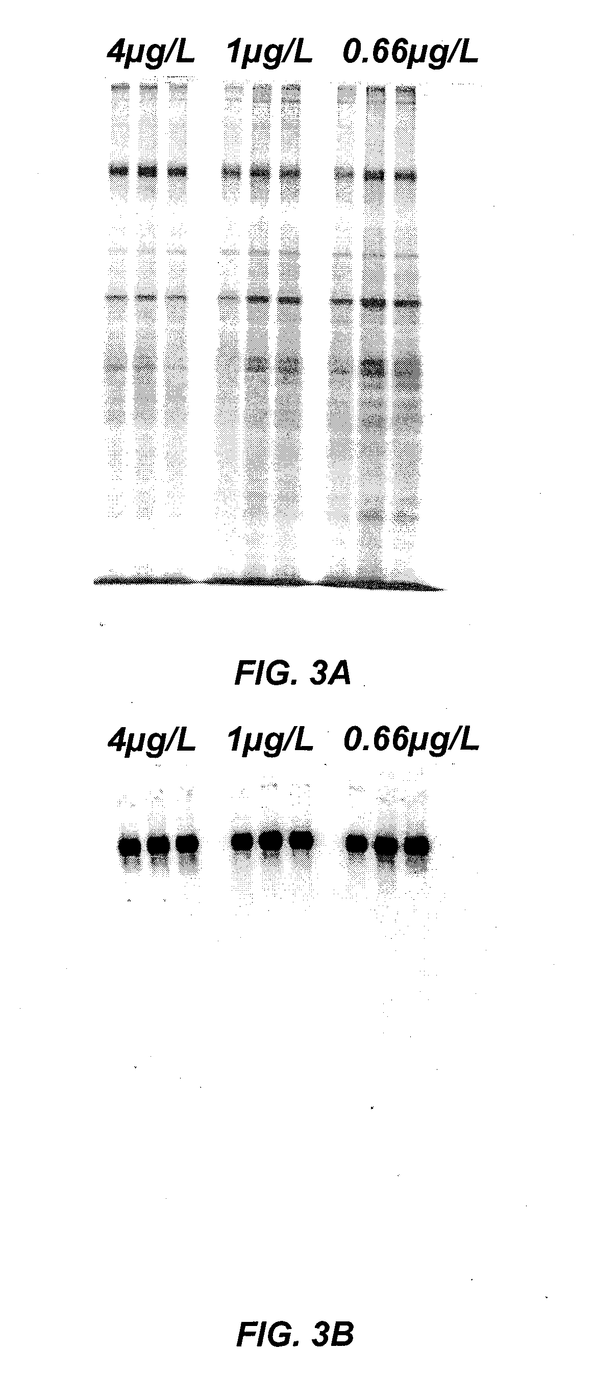 Method of producing recombinant adamts13 in cell culture