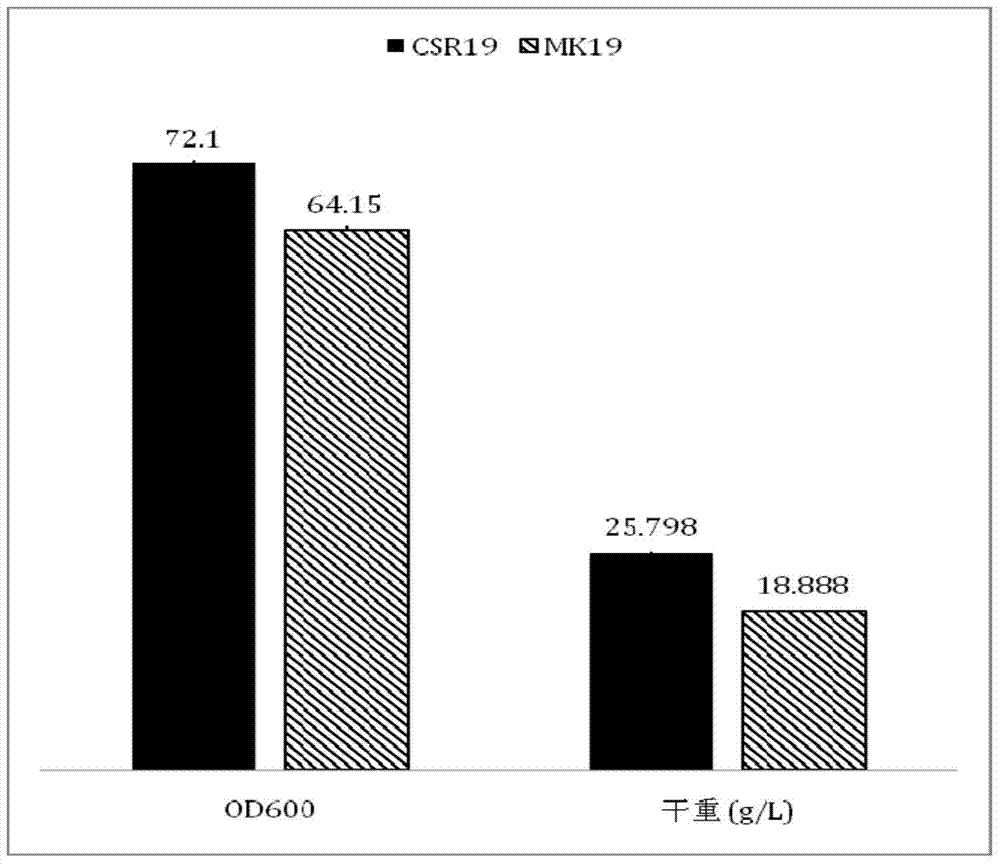 A Phaffia strain that efficiently overexpresses endogenous astaxanthin synthase gene