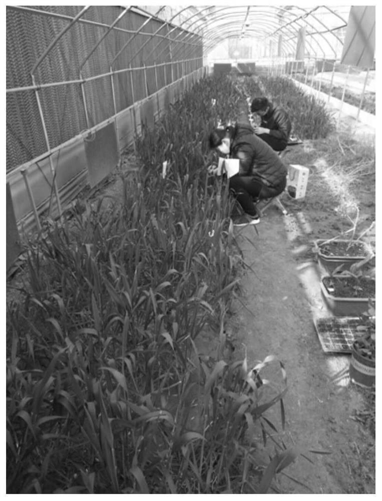A method of improving the efficiency of artificial hybridization of wheat in Huanghuaihai wheat region by using greenhouse