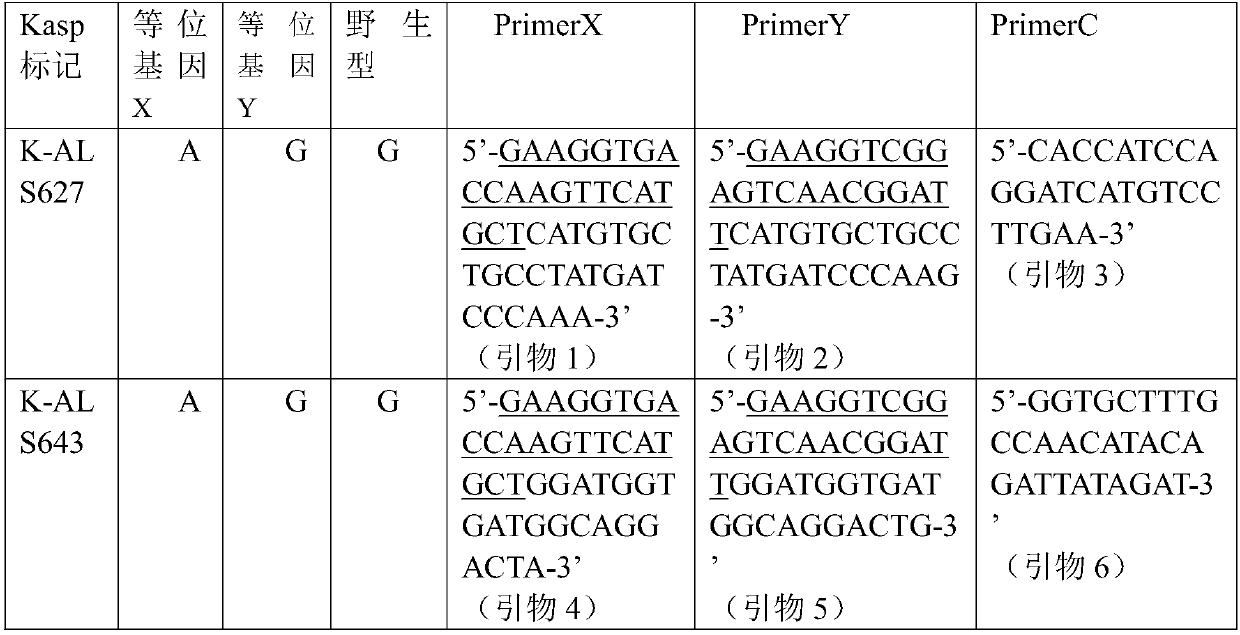 KASP marker primers for detecting SNP mutations in rice ALS genes and application thereof