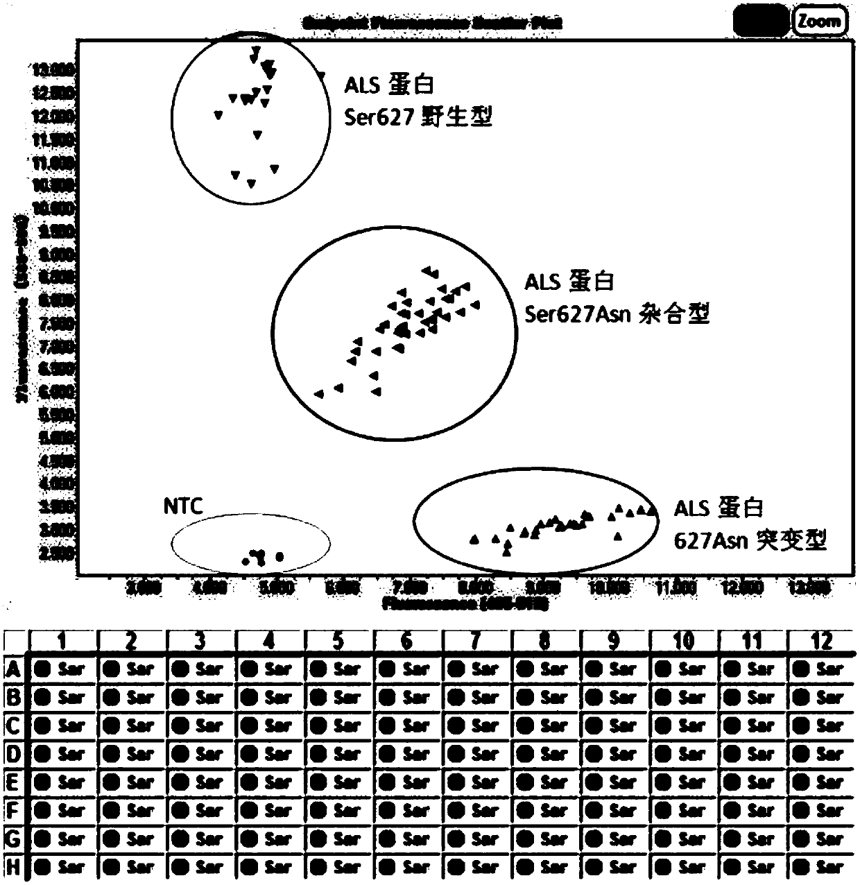 KASP marker primers for detecting SNP mutations in rice ALS genes and application thereof