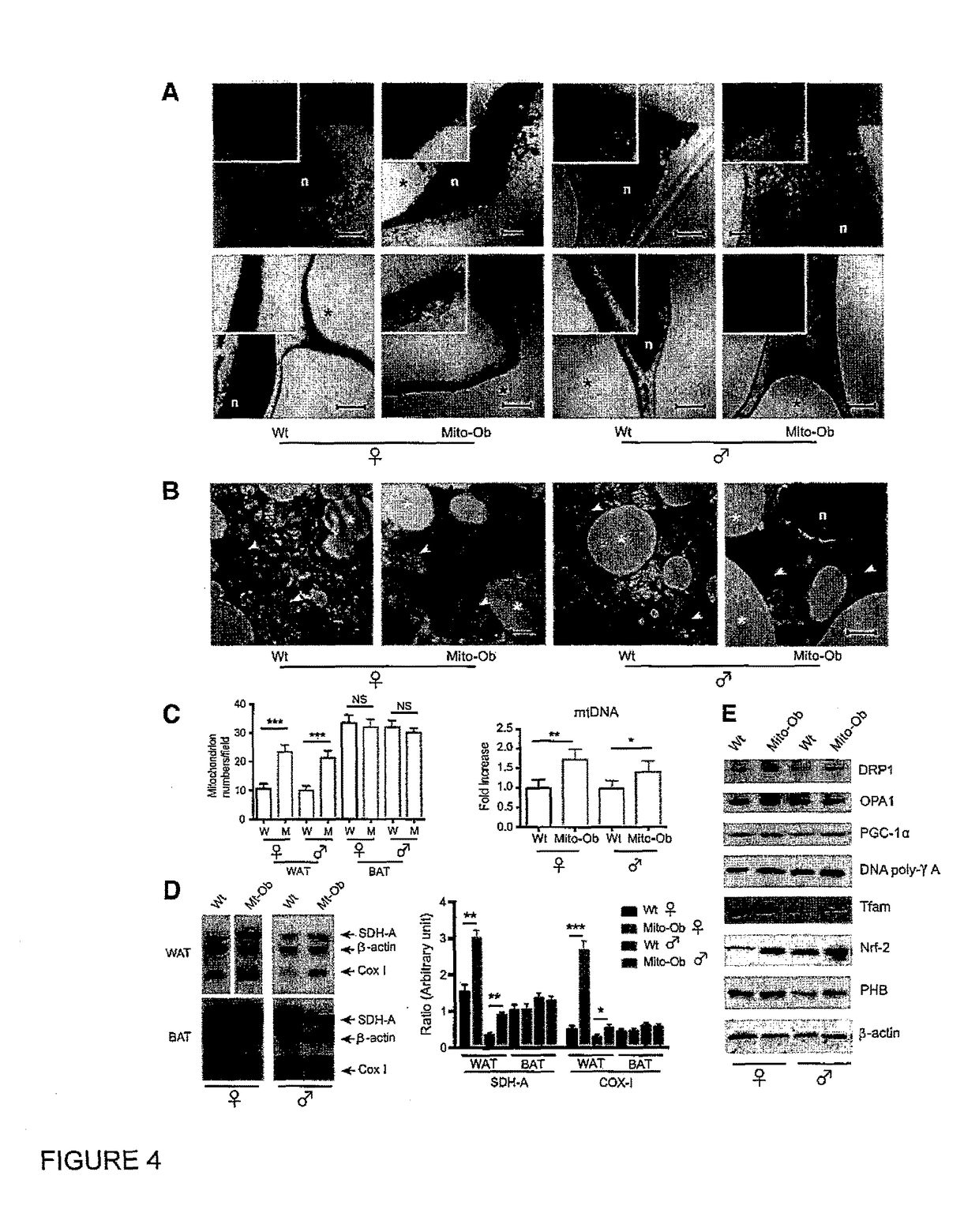 Mito-Ob: a transgenic mouse model for obesity