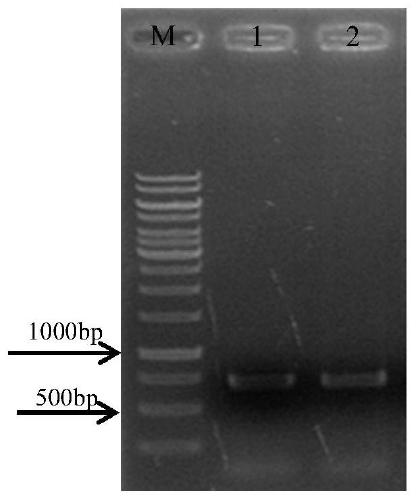 A kind of temperature-sensitive bacterial strain and application for producing polyunsaturated fatty acid