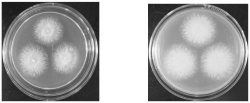 A kind of temperature-sensitive bacterial strain and application for producing polyunsaturated fatty acid