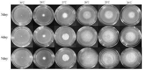 A kind of temperature-sensitive bacterial strain and application for producing polyunsaturated fatty acid