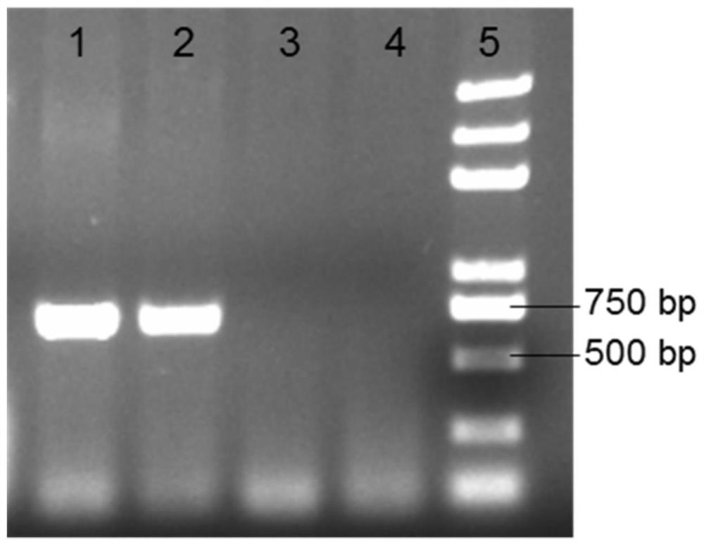 A strain of porcine deltacoronavirus and its application