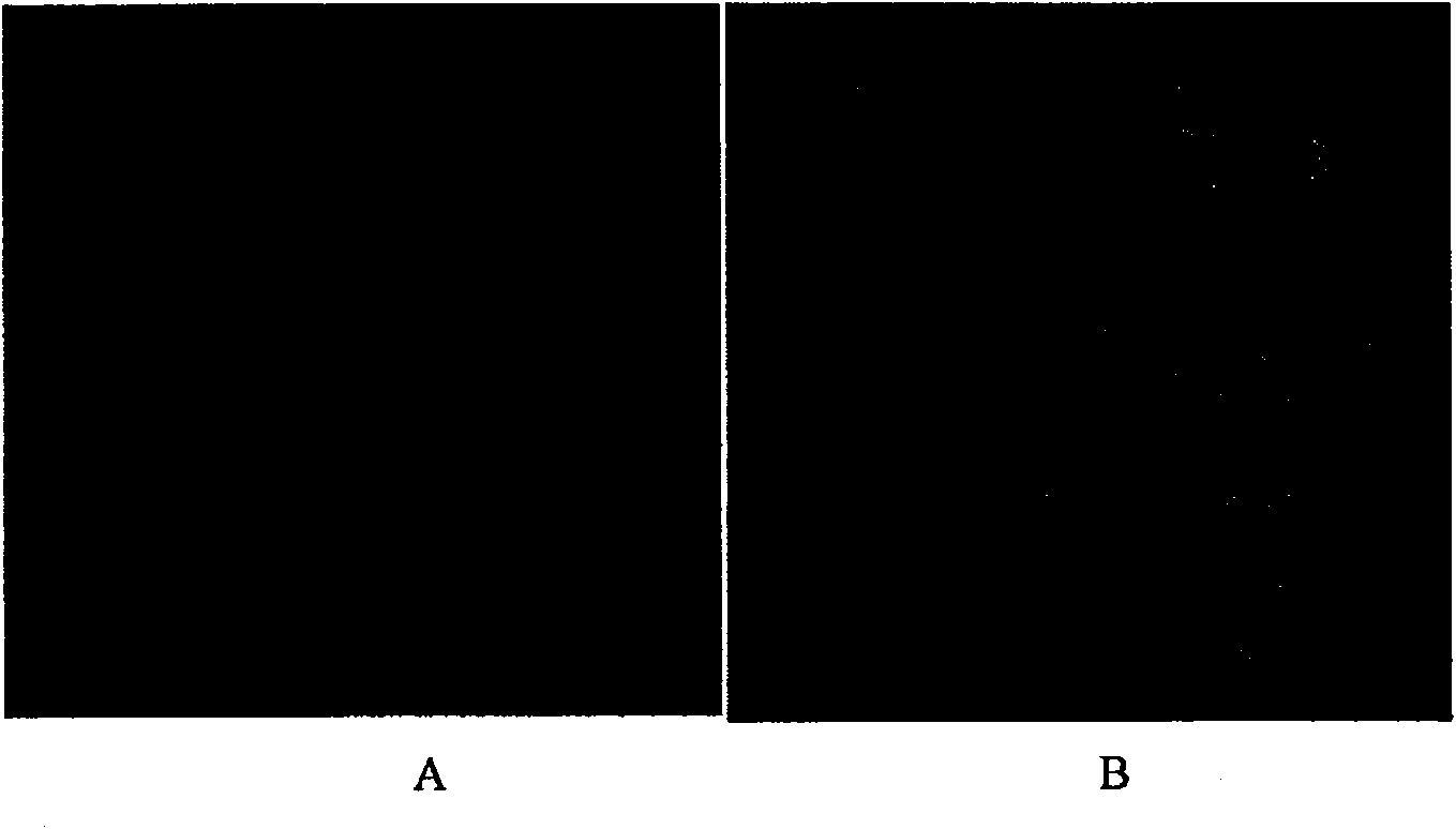 Derivative of folacin alkylation and application