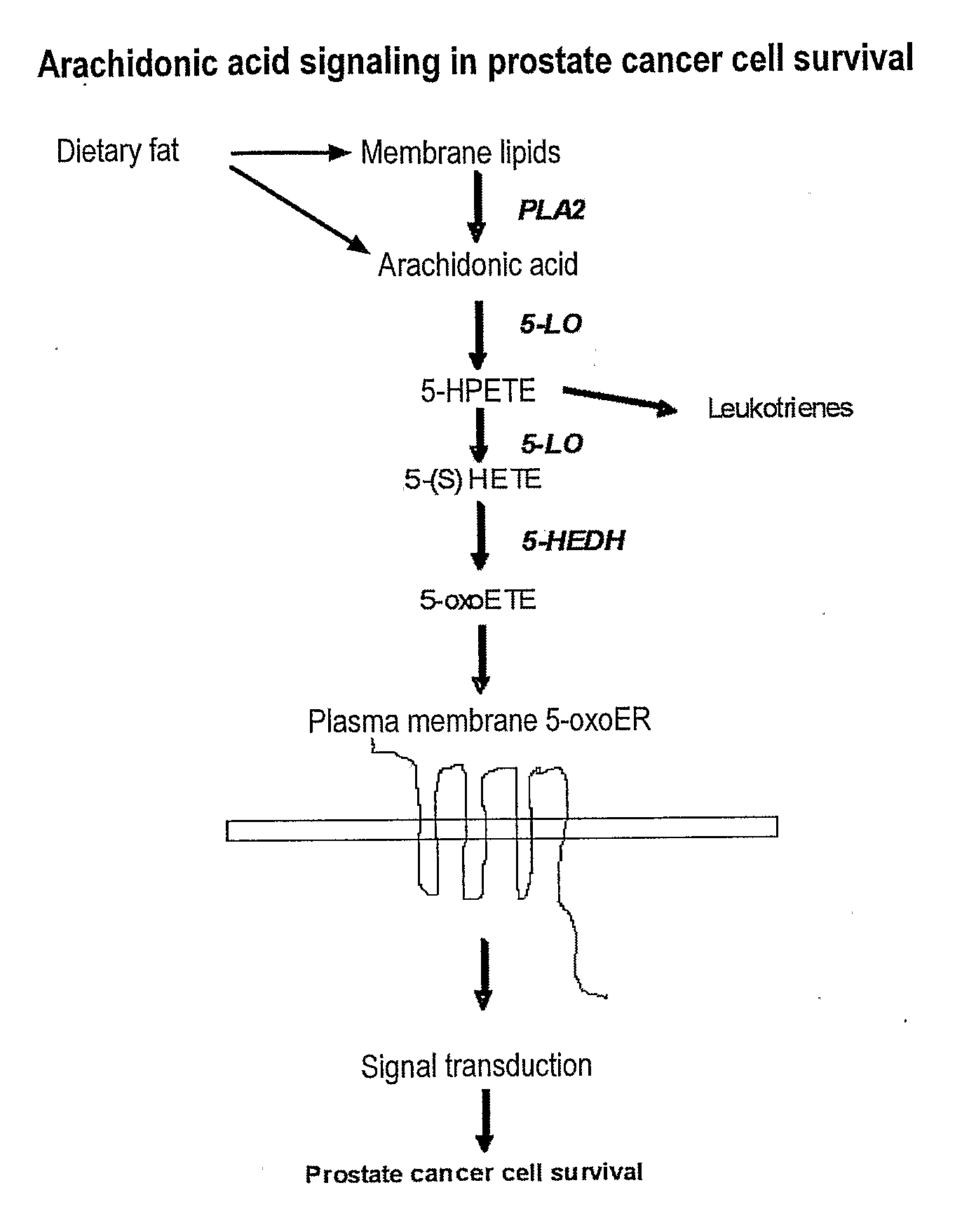 Methods and compositions for investigation and treatment of cancer using a g-protein coupled eicosanoid receptor