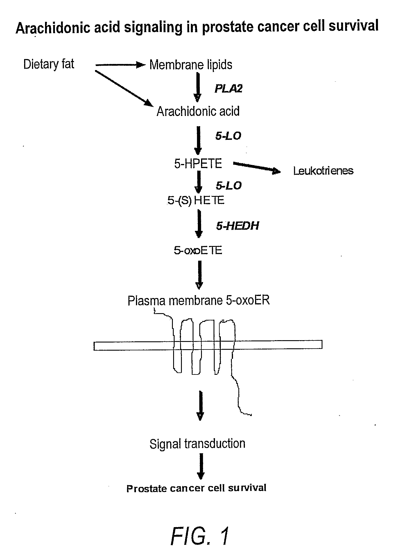 Methods and compositions for investigation and treatment of cancer using a g-protein coupled eicosanoid receptor