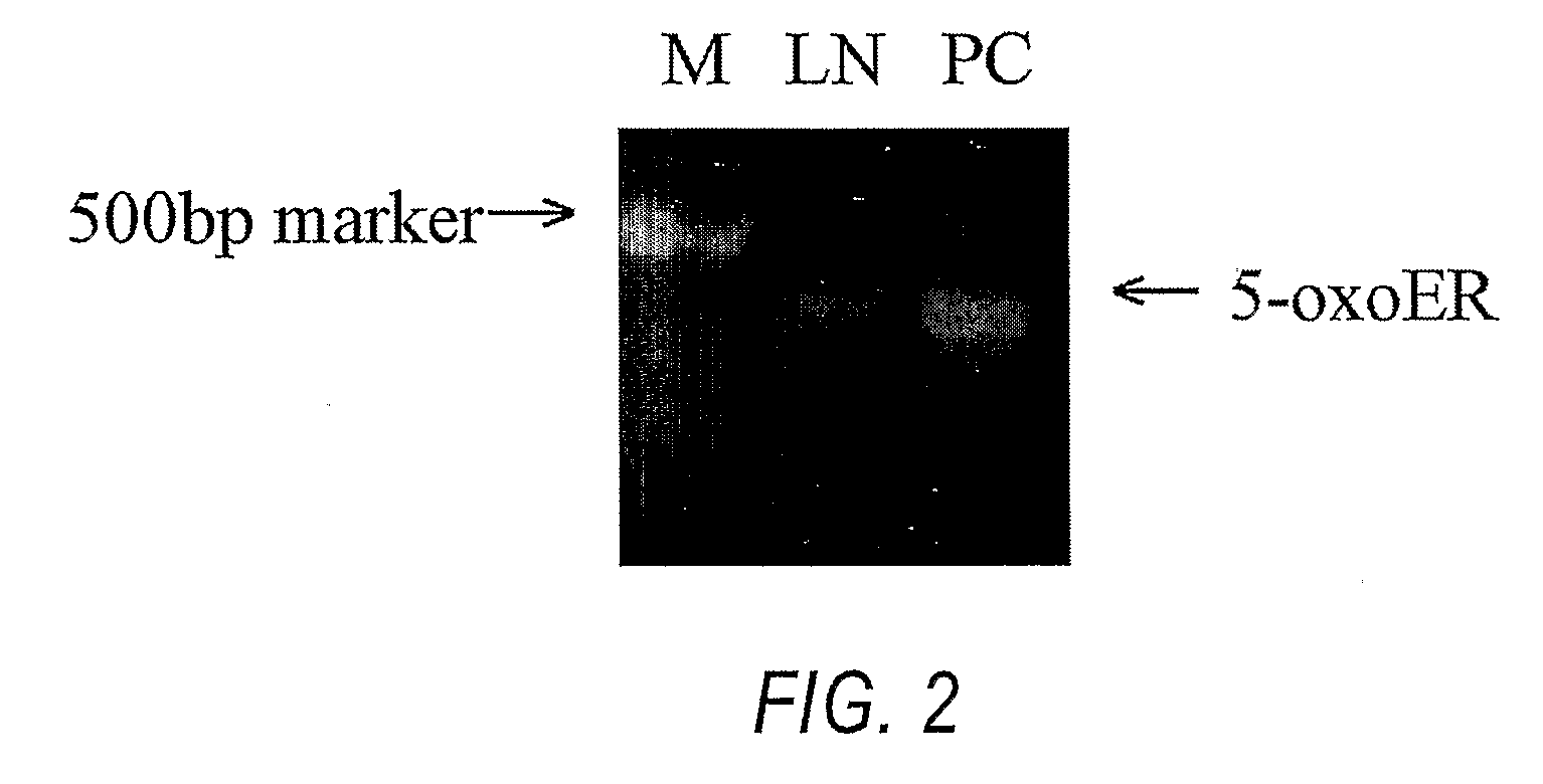 Methods and compositions for investigation and treatment of cancer using a g-protein coupled eicosanoid receptor