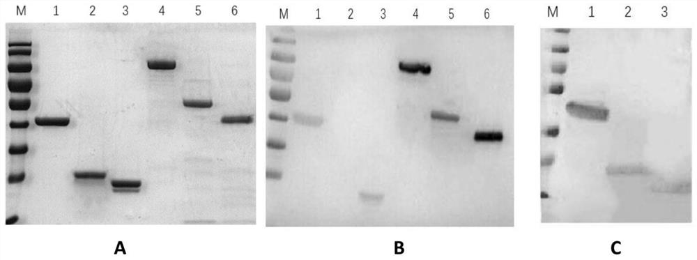 Preparation method and application of e-type botulinum toxin recombinant l-hn antigen