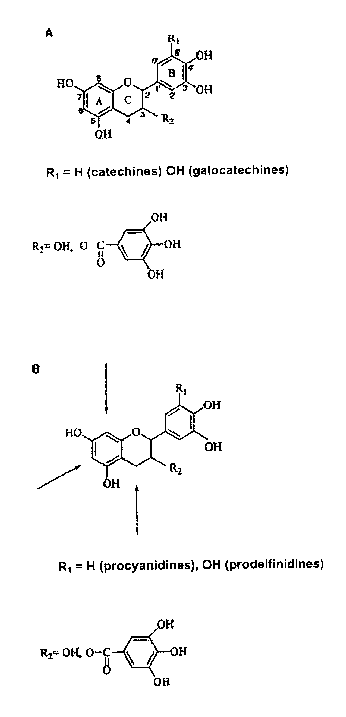Flavanol and cysteamine conjugates