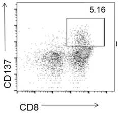 T cell receptor and application thereof