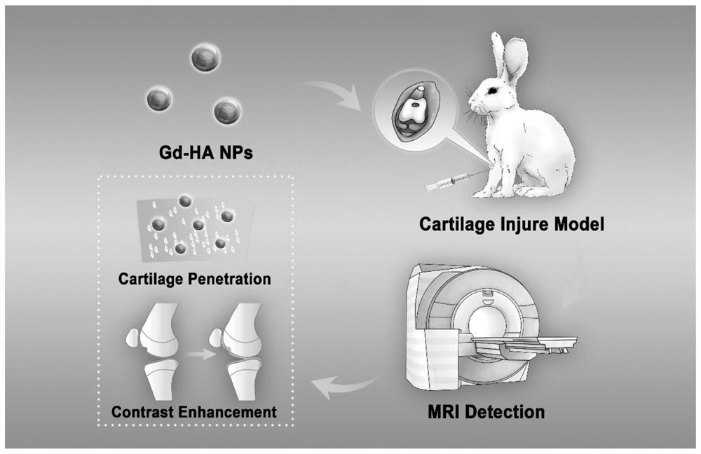 Targeted nano magnetic resonance contrast agent for articular cartilage injury as well as preparation and application of targeted nano magnetic resonance contrast agent