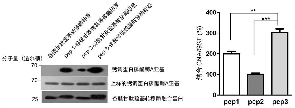 Short peptide inhibitor targeting calmodulin phosphatase and its substrate T-cell activation nuclear factor and its application