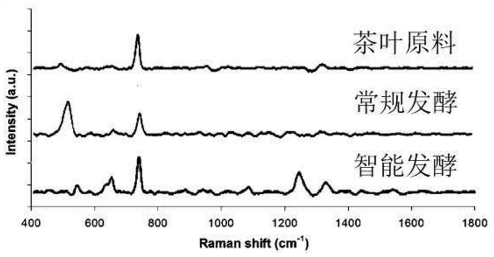 A method and device for intelligently regulating the fermentation quality of black tea in real time using Raman scanning