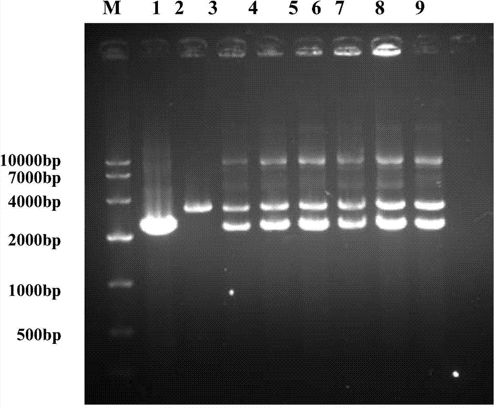 Brucella melitensis recombination strain M5-delta bp26-delta znuA as well as preparation method and application thereof