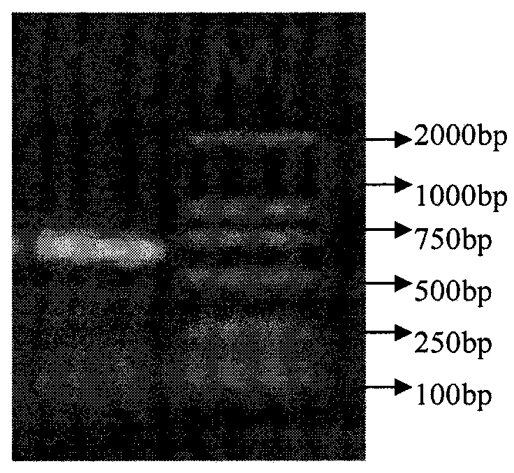 C-shaped aftosa subunit vaccine and preparation method thereof