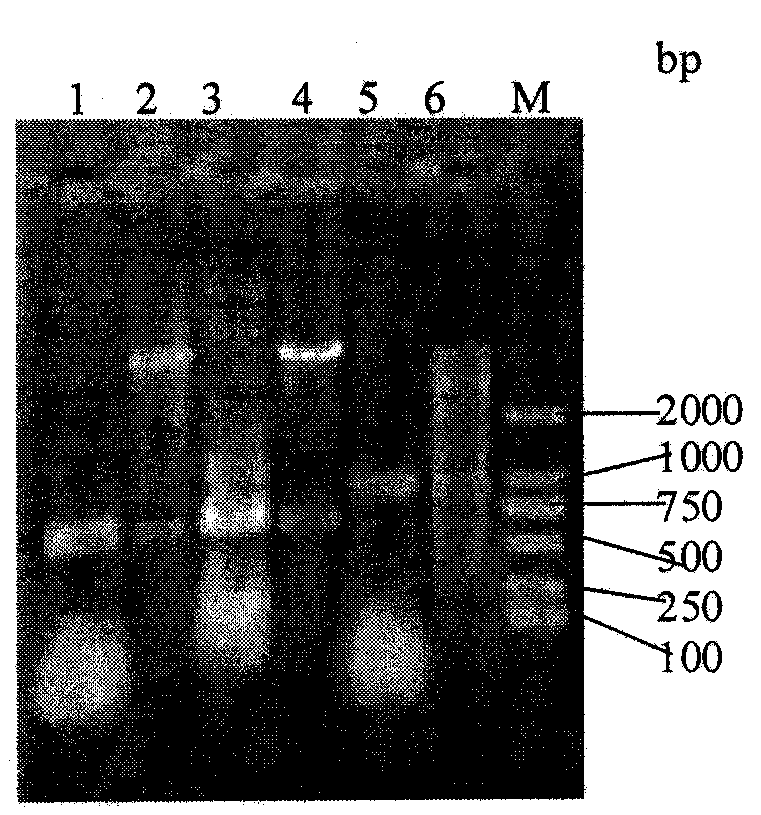 C-shaped aftosa subunit vaccine and preparation method thereof