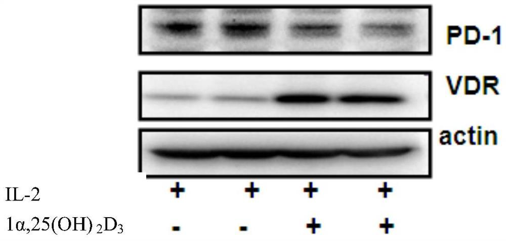 Vitamin D3 or its active form 1α,25(oh)  <sub>2</sub> d  <sub>3</sub> Application in inhibiting the expression of PD-1