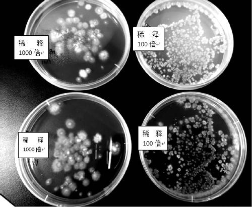 Method for rapid aseptic separation of edible fungi haploids