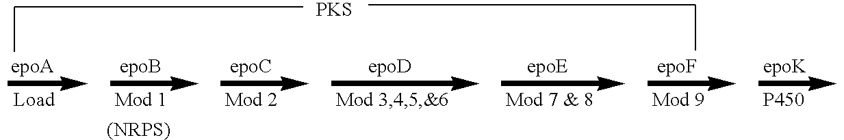 Production of polyketides