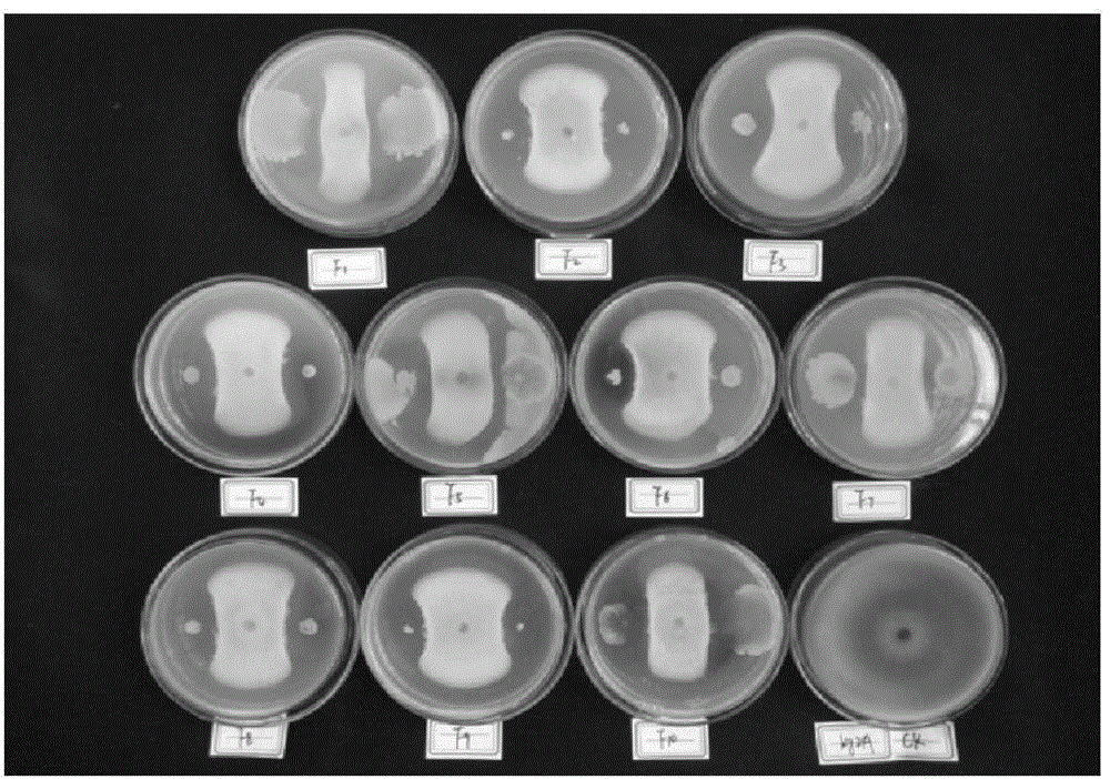 Bio-control bacterium Kg2A capable of efficiently inhibiting fusarium and bacillus anthraci and applications thereof