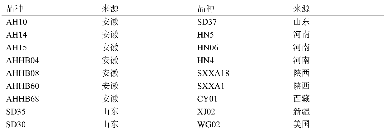 SSR (simple sequence repeat) core primer group developed based on genome-wide sequence of permanganate and application thereof