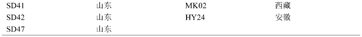 SSR (simple sequence repeat) core primer group developed based on genome-wide sequence of permanganate and application thereof