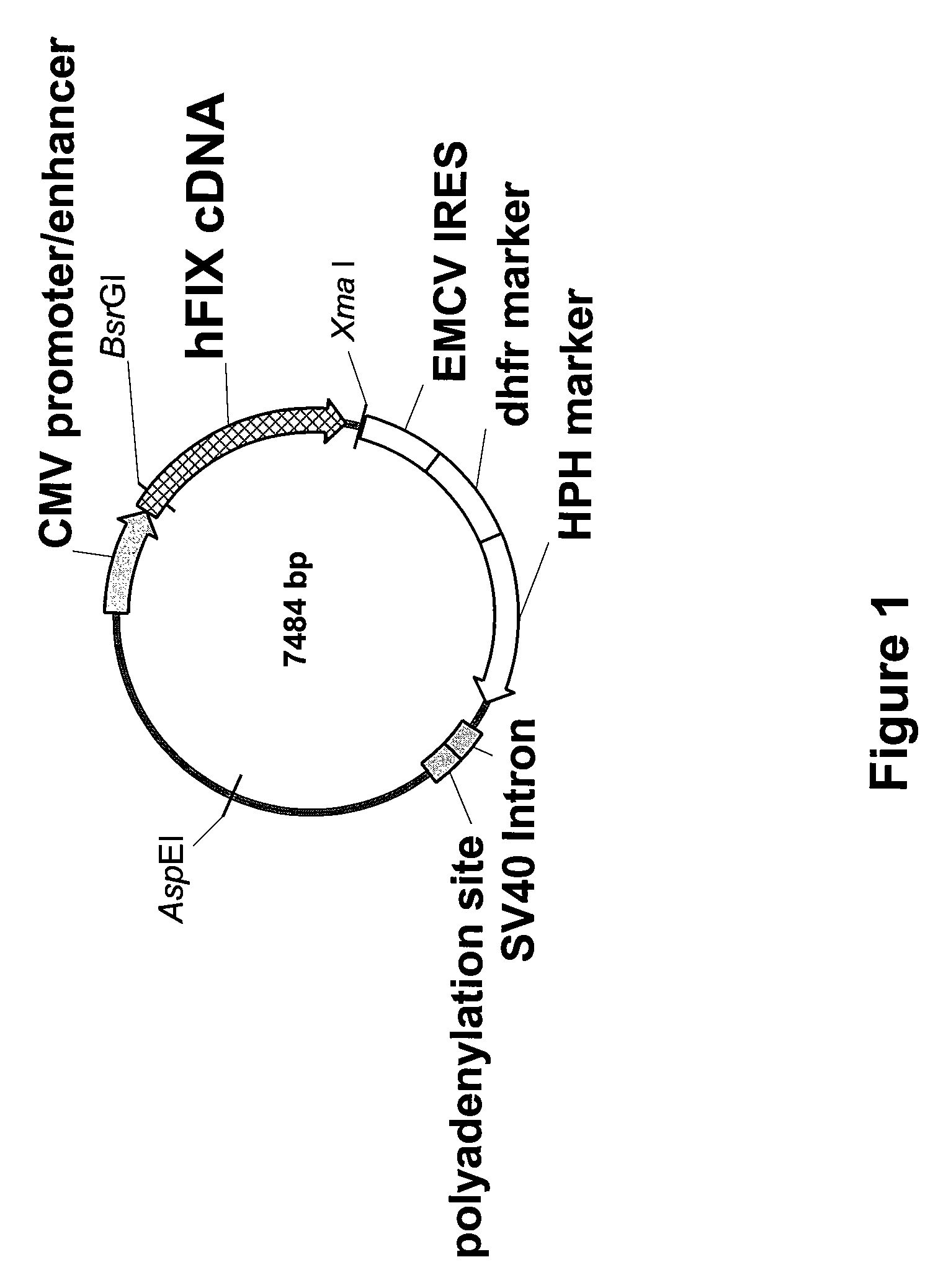 FVIII-Independent FIX-Mutant Proteins for Hemophilia A Treatment