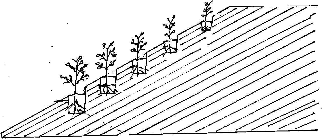 Slope forest planting method