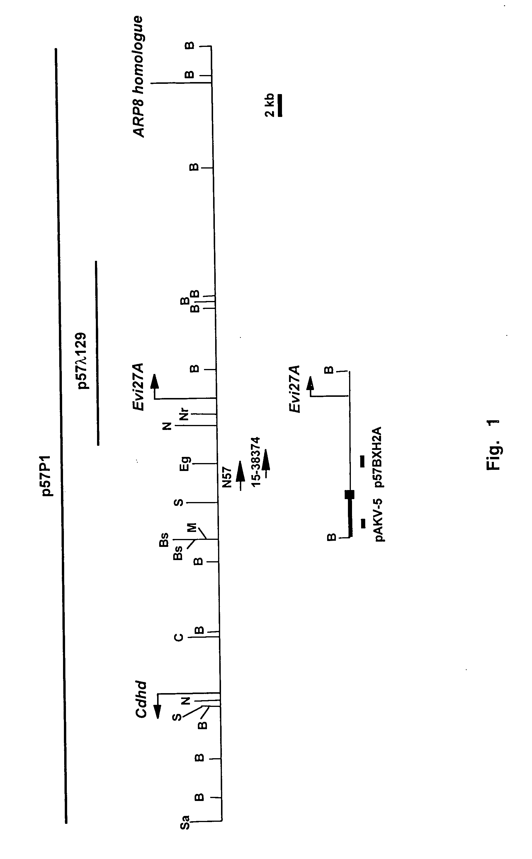 EV127 gene sequences and protein encoded thereby