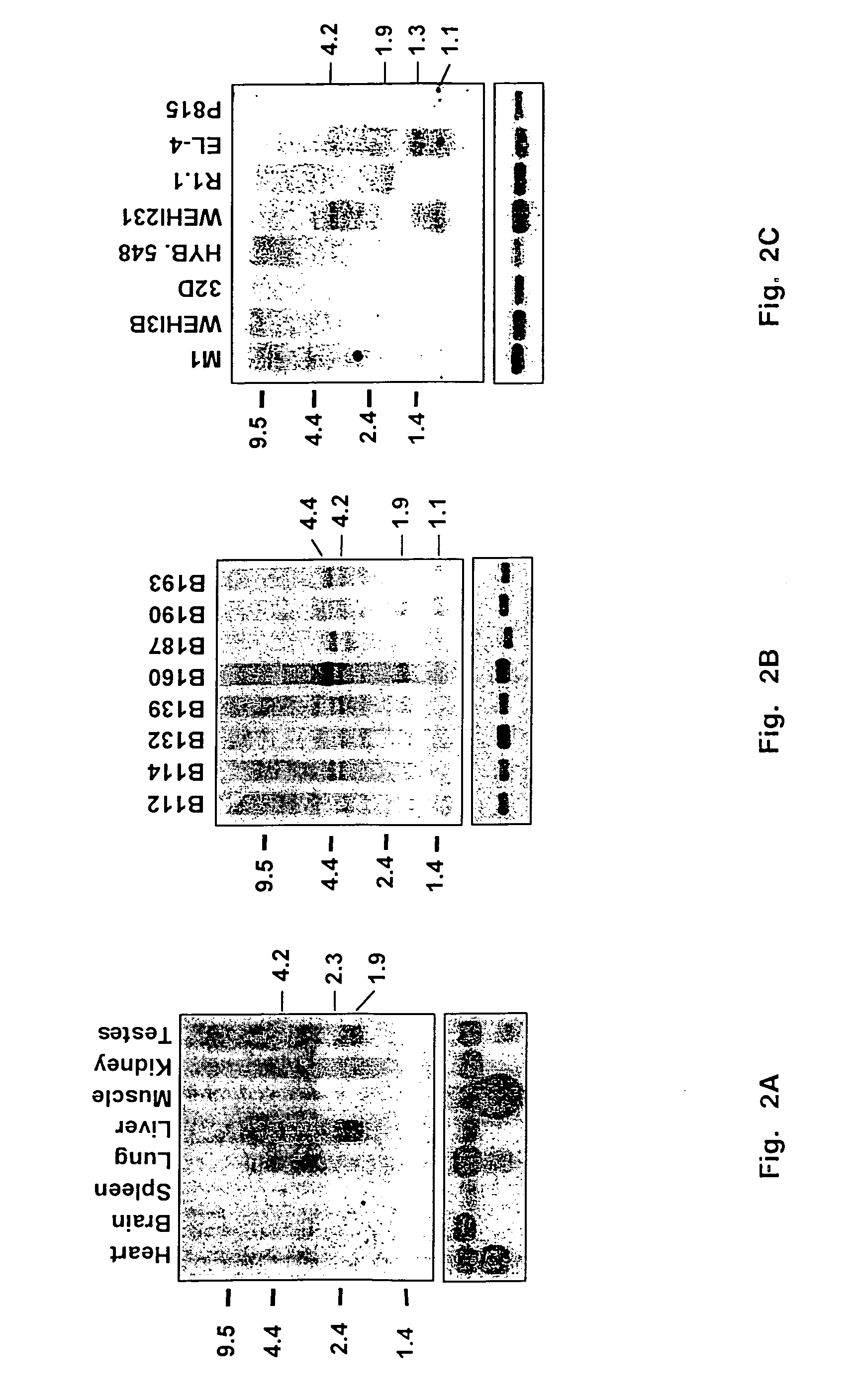 EV127 gene sequences and protein encoded thereby