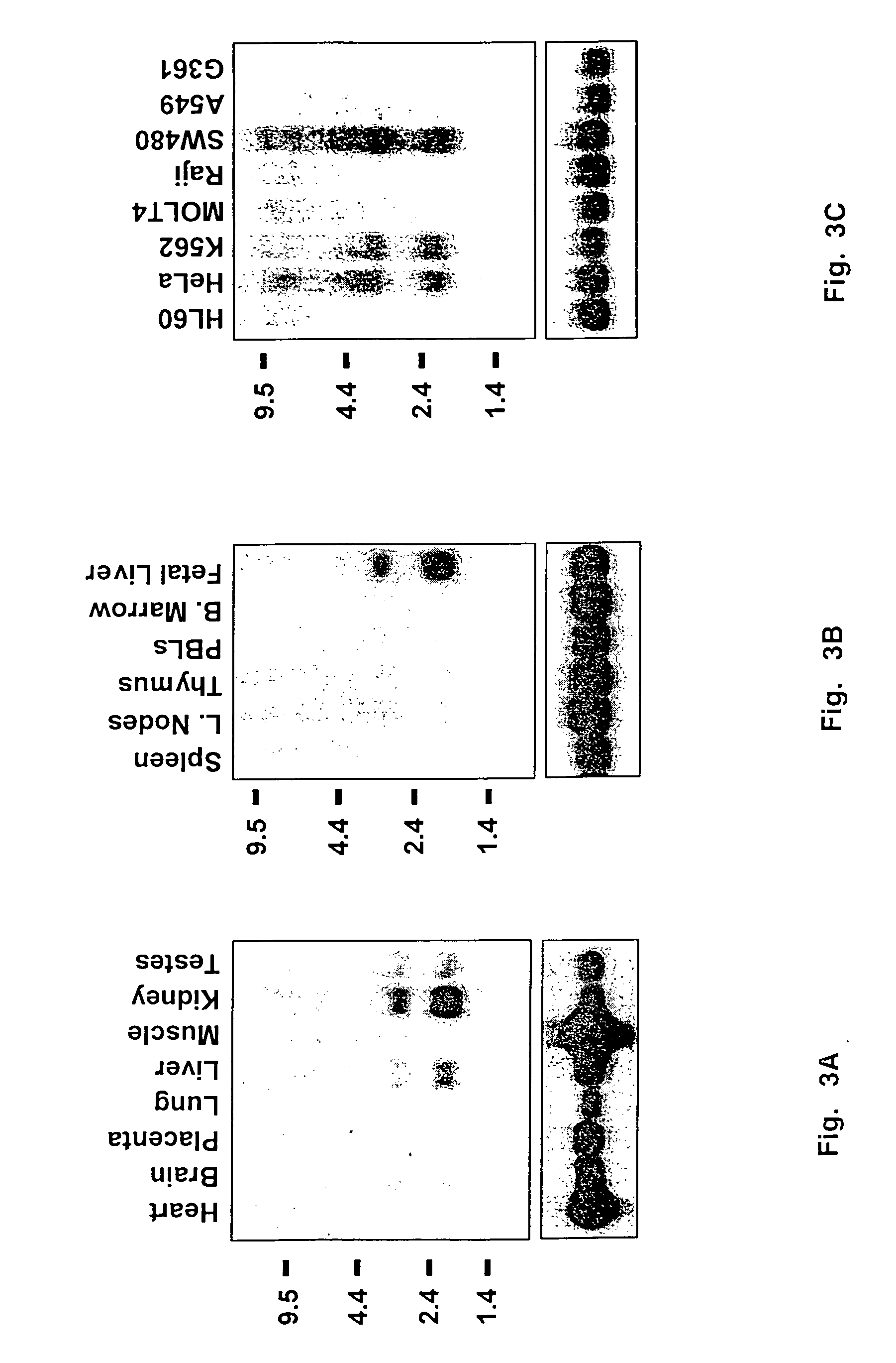EV127 gene sequences and protein encoded thereby