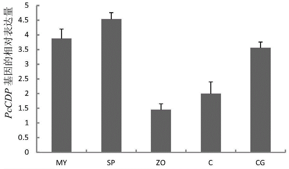 Phytophthora capsici cell division protein as well as encoding gene and application thereof
