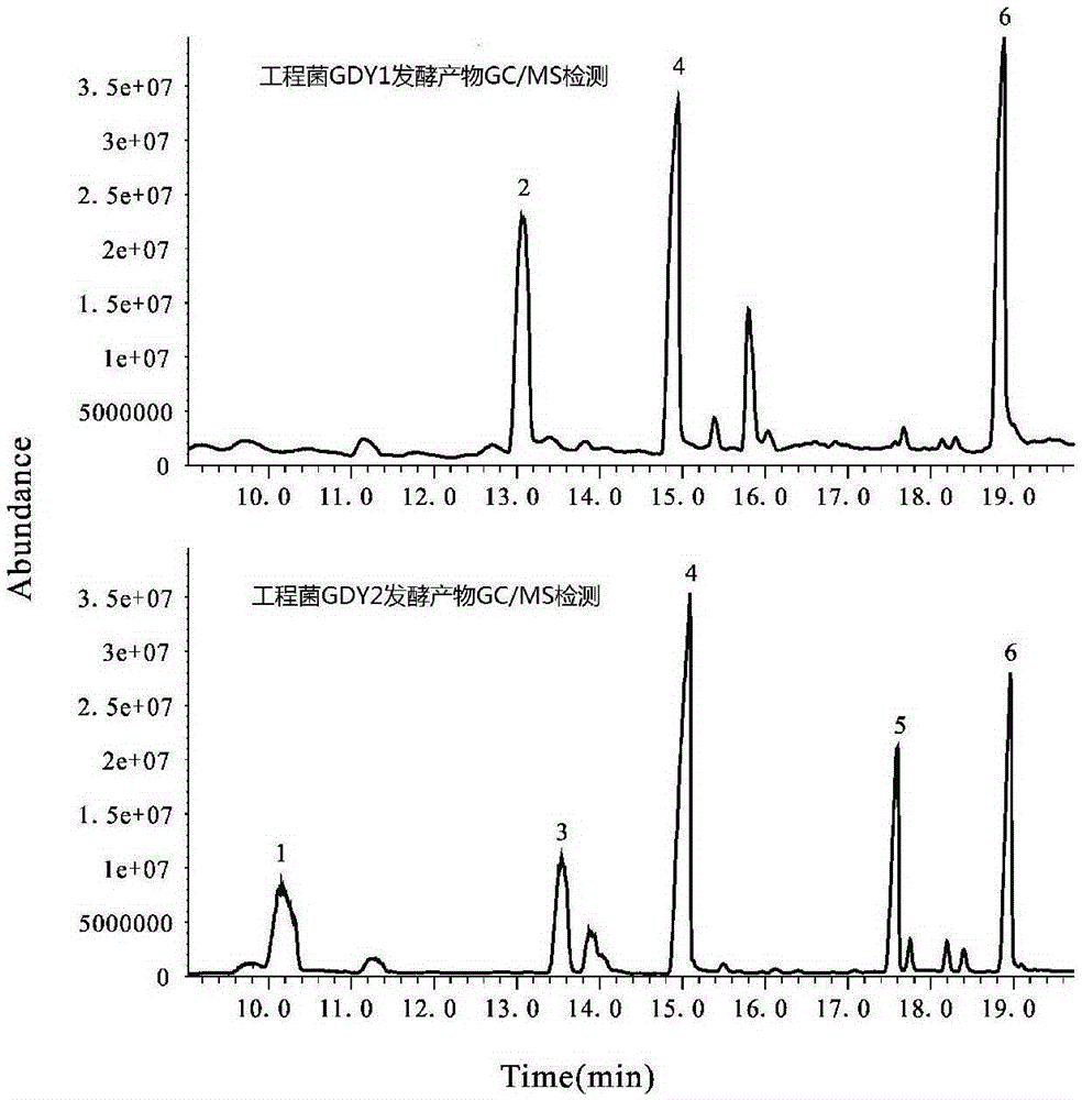 Method for synthesizing fatty alcohol acetic acid ester in microorganism