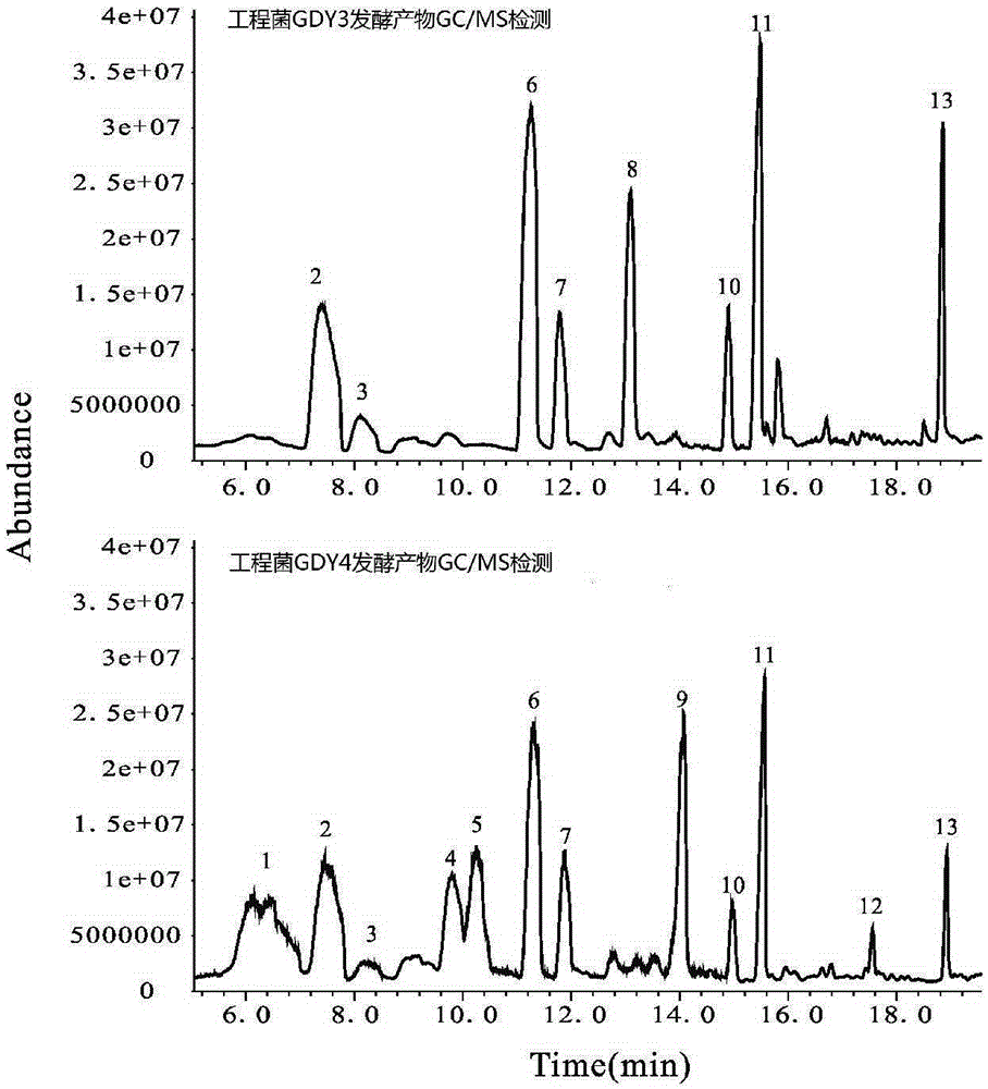 Method for synthesizing fatty alcohol acetic acid ester in microorganism