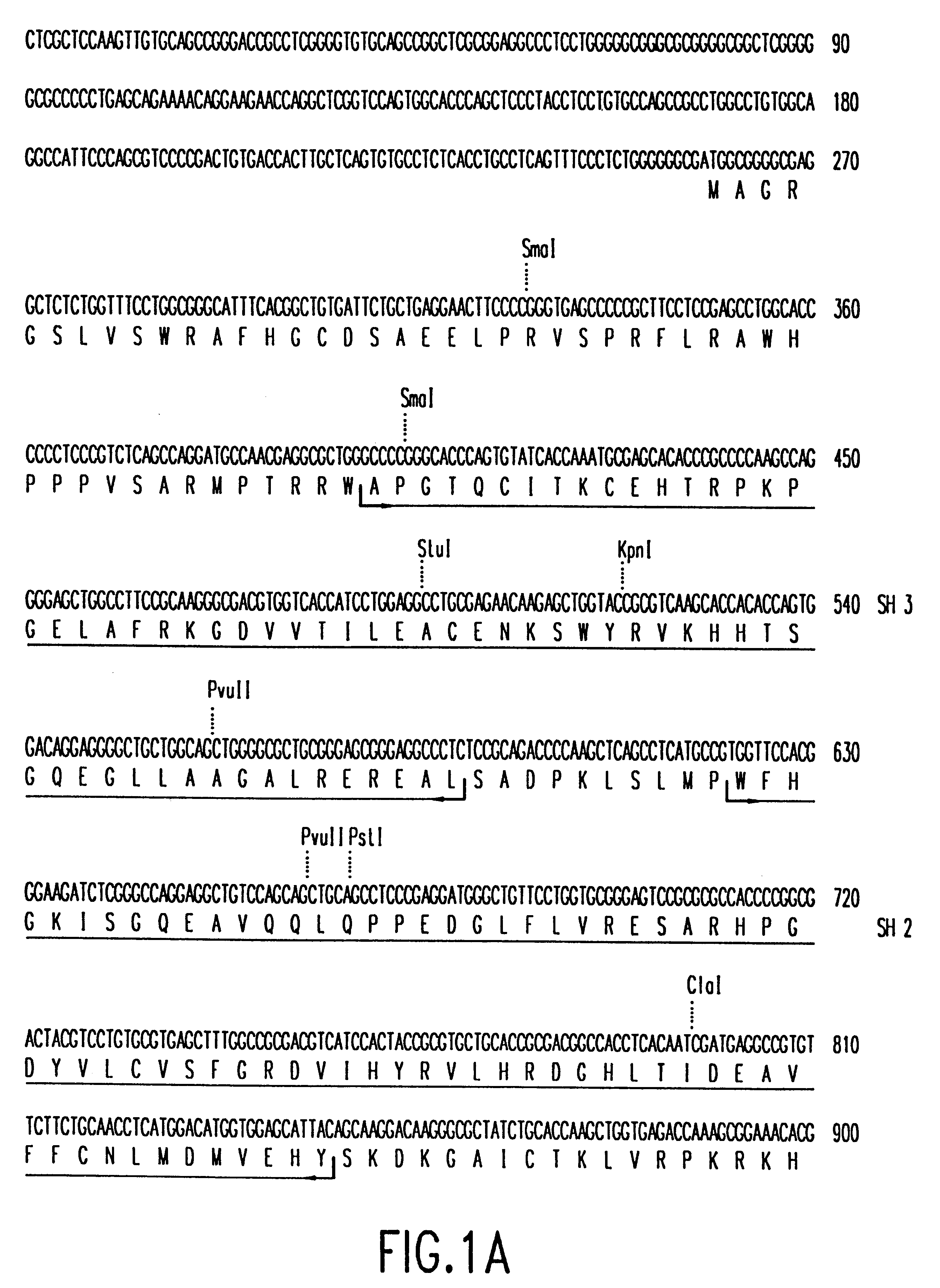 Nucelotide encoding megakaryocytic protein tyrosine kinases