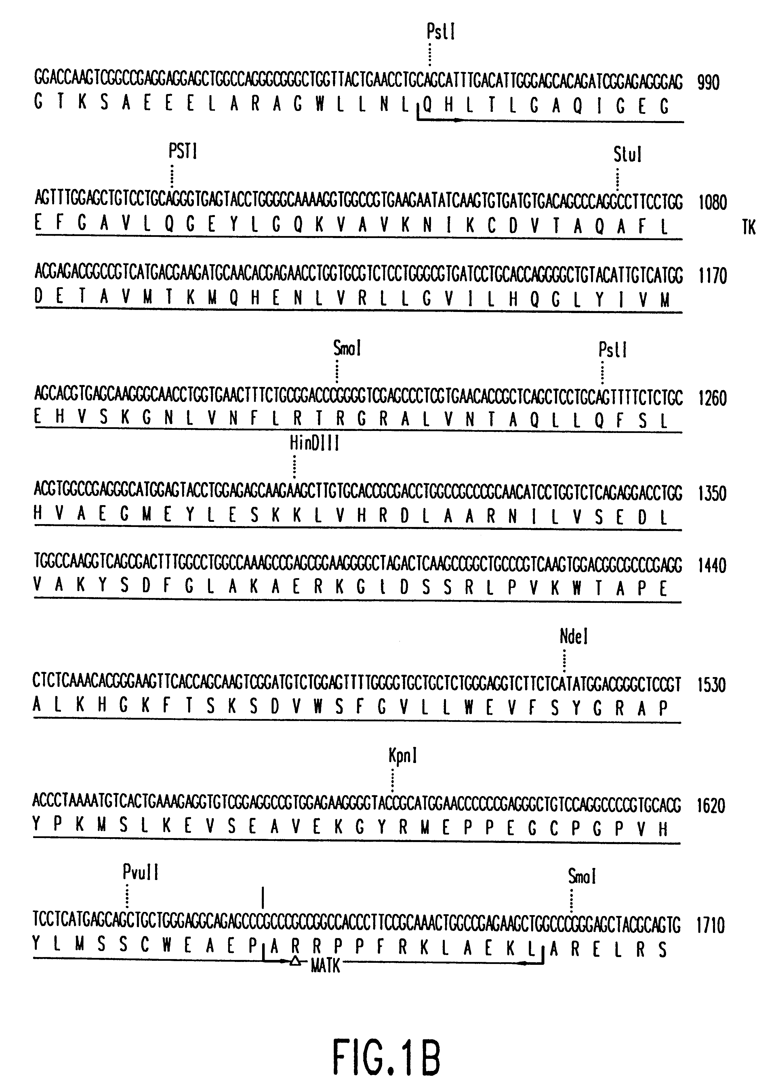 Nucelotide encoding megakaryocytic protein tyrosine kinases