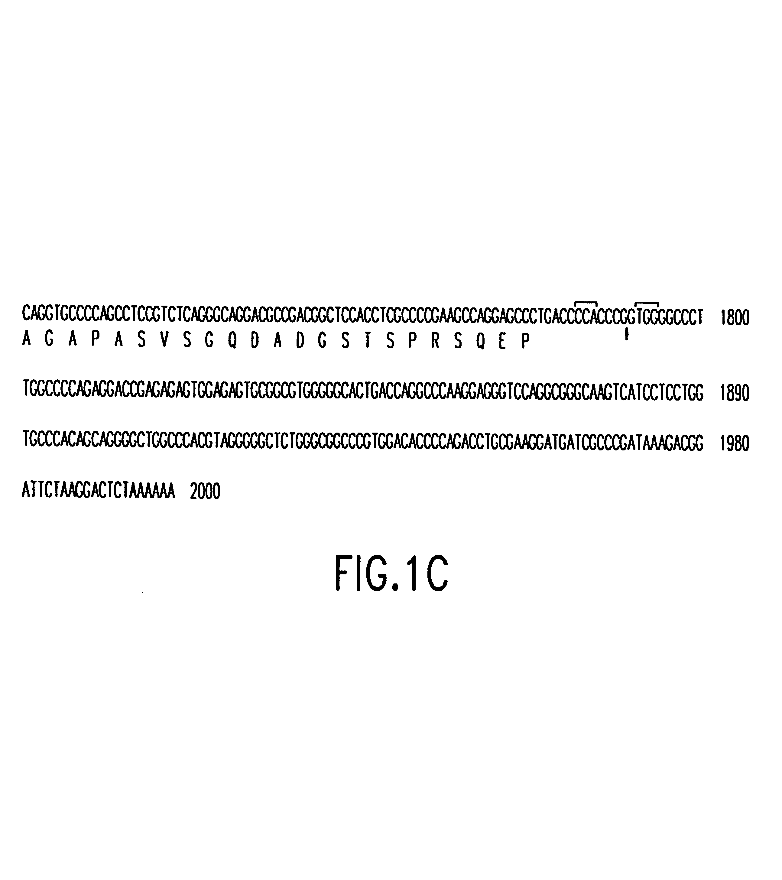 Nucelotide encoding megakaryocytic protein tyrosine kinases