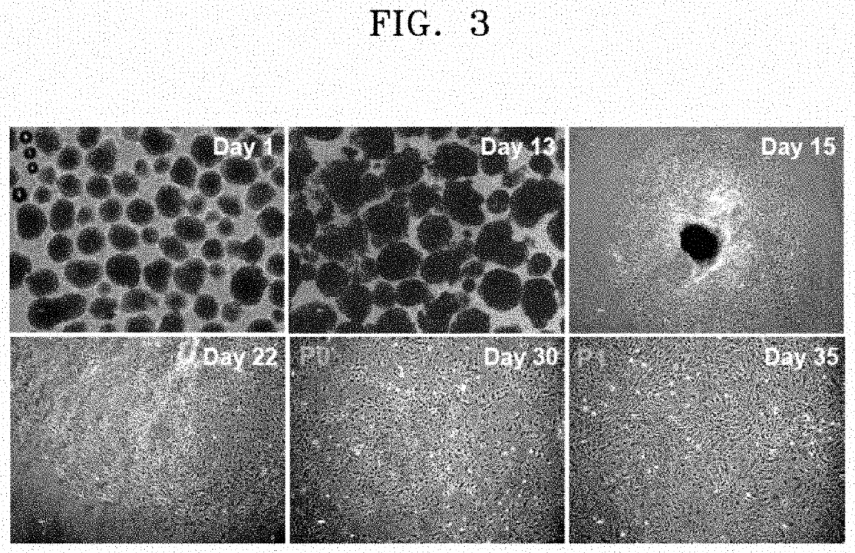 Medium for direct differentiation of pluripotent stem cell-derived mesenchymal stem cell, method for preparing mesenchymal stem cell by using same, and mesenchymal stem cell prepared thereby