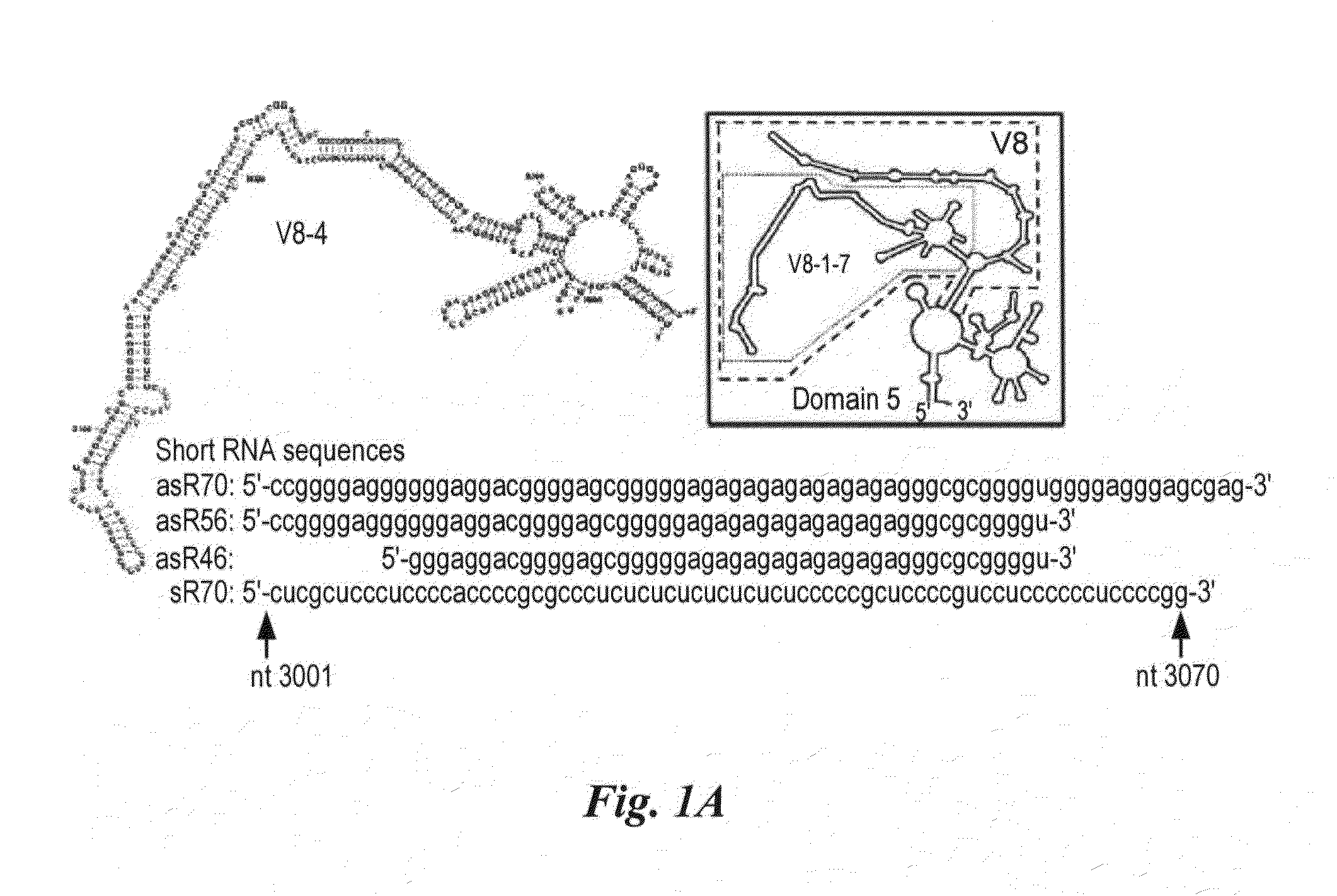 Method for preparing human neoplastically transformed cells
