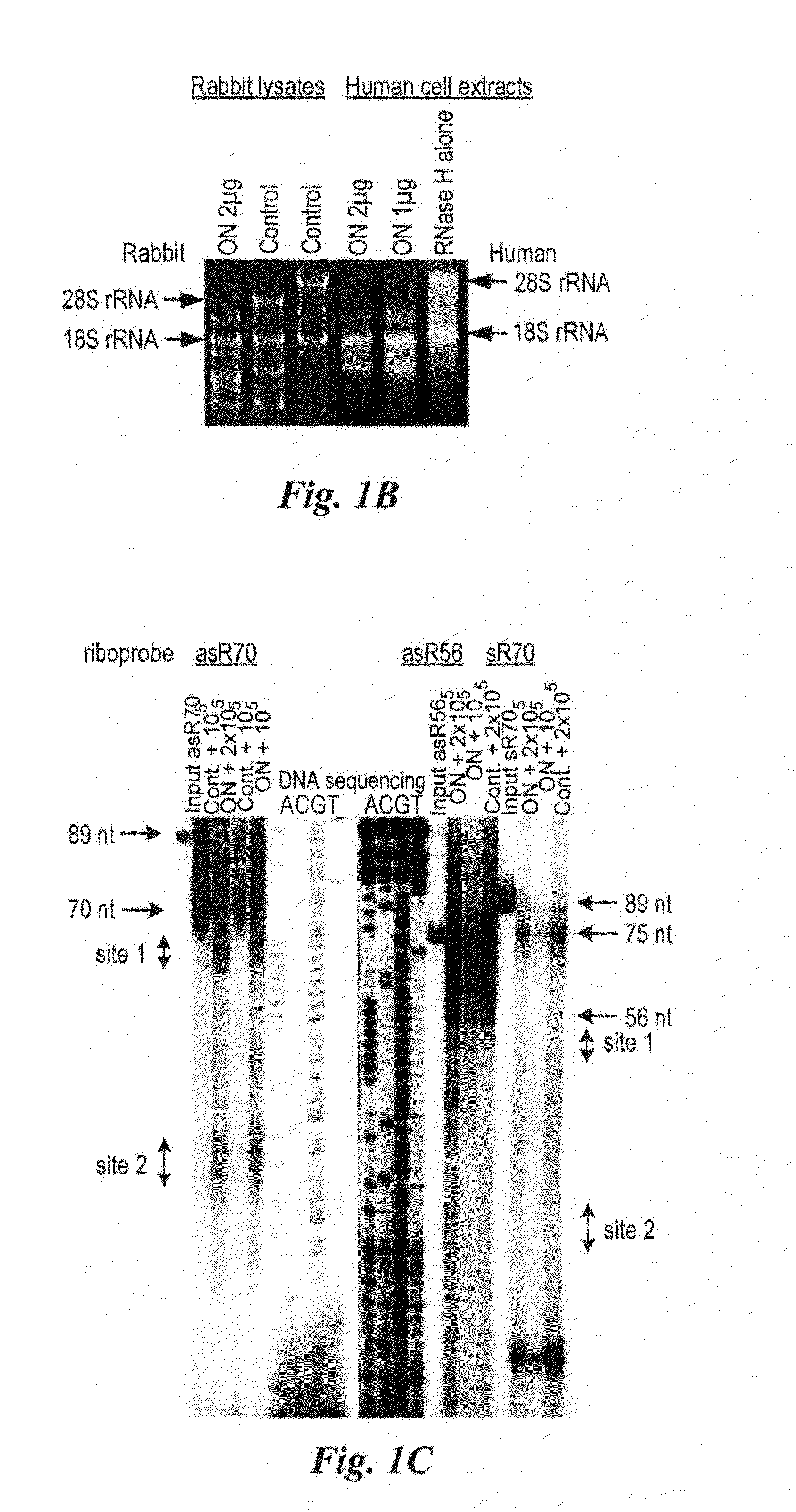 Method for preparing human neoplastically transformed cells